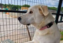 «Ingratos»: Perrita espera todos los días a sus dueños que la abandonaron Captan a perrita triste, espera todos los días a sus dueños