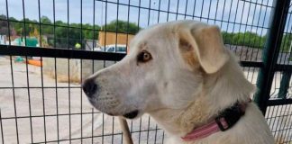 Captan a perrita triste, espera todos los días a sus dueños 
