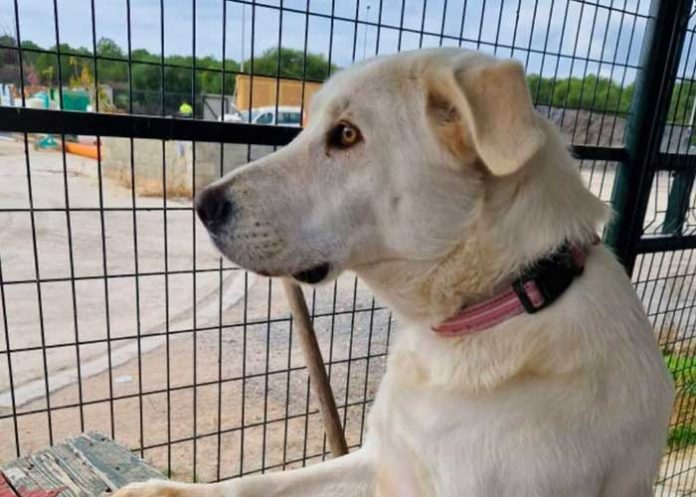 Captan a perrita triste, espera todos los días a sus dueños 