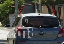 ¡Invasión de «cuernos navideños» con los vehículos en Managua! Foto: Cuernos navideños, adornos populares en carros de Managua / TN8
