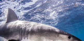 Muere por ataque de tiburón en una playa de México 