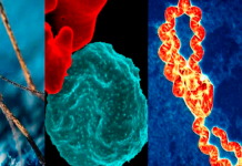 Foto: Se confirman menos contagios de Dengue, Neumonía, Malaria y Leptospirosis /Cortesía