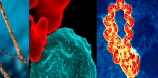Foto: Se confirman menos contagios de Dengue, Neumonía, Malaria y Leptospirosis /Cortesía