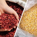 Crece producción de postrerade maíz y frijol rojo en Nicaragua