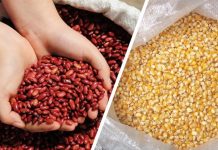 Crece producción de postrerade maíz y frijol rojo en Nicaragua
