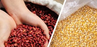 Crece producción de postrerade maíz y frijol rojo en Nicaragua