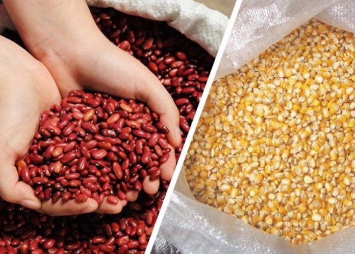 1 Crece producción de postrerade maíz y frijol rojo en Nicaragua