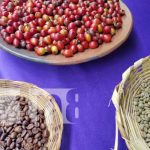 Feria del café: Expone lo mejor del grano de oro en Ometepe Foto: Feria del café: Expone lo mejor del grano de oro en Ometepe / TN8