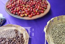 Foto: Feria del café: Expone lo mejor del grano de oro en Ometepe / TN8