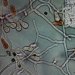 ¿Un depredador despiadado? Conoce al hongo capaz de transformarse en carnívoro/