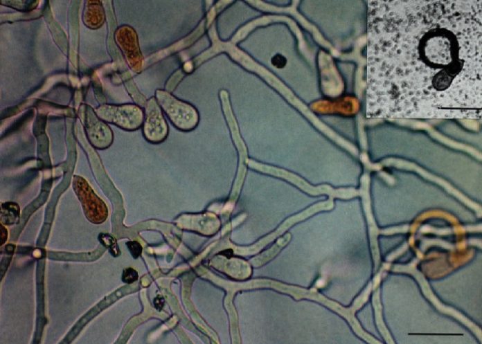 1 ¿Un depredador despiadado? Conoce al hongo capaz de transformarse en carnívoro/
