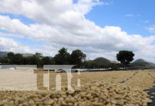 Cooperativa exportadora de café en Madriz lista para abrir mercado con China Foto: Cooperativa exportadora de café en Madriz lista para abrir mercado con China / TN8
