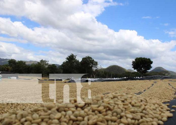 Foto: Cooperativa exportadora de café en Madriz lista para abrir mercado con China / TN8