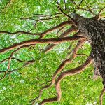 Joven pierde la vida tras accidente con un árbol mientras trabajaba en Jalapa