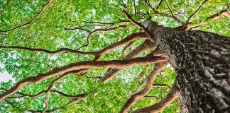 Joven pierde la vida tras accidente con un árbol mientras trabajaba en Jalapa
