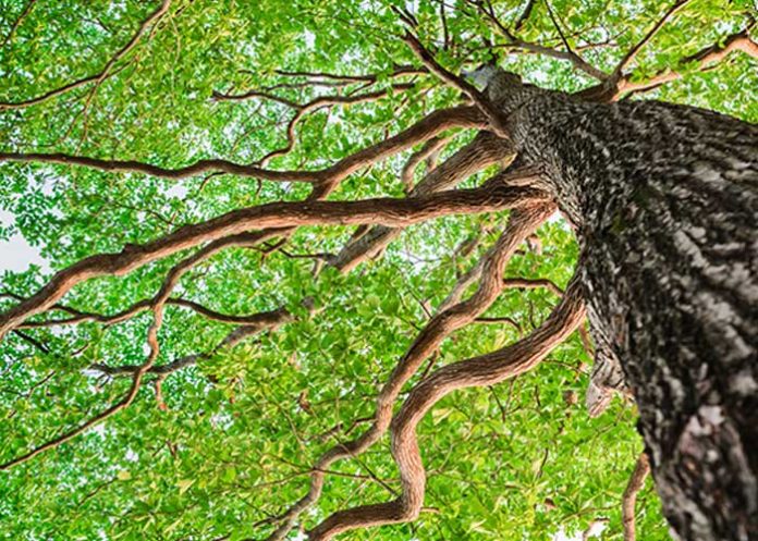 Joven pierde la vida tras accidente con un árbol mientras trabajaba en Jalapa