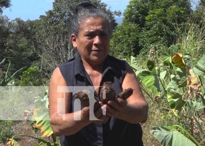 Foto: Adulto mayor diversifica su parcela obteniendo excelentes resultados en granada/TN8