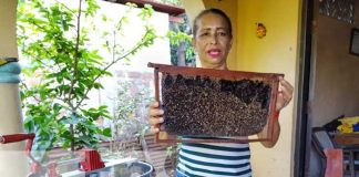 Foto: "Miel La Nodriza", un emprendimiento sólido en la Isla de Ometepe / TN8