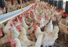 Sigue en aumento la Producción Nacional Avícola