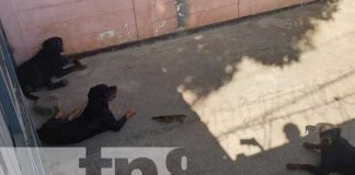 ¡5 rottweiler acaban con su amo! Ataque canino priva de la vida a un joven en Managua