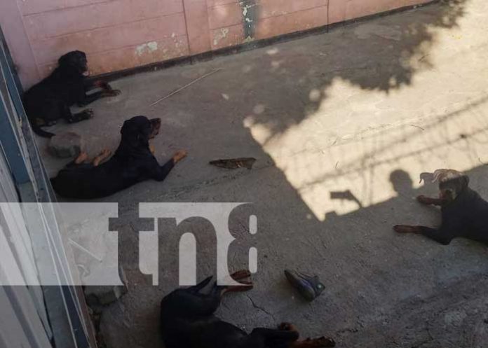 1 ¡5 rottweiler acaban con su amo! Ataque canino priva de la vida a un joven en Managua