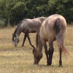 El Ministerio de Salud de Uruguay reportó el primer caso de encefalitis equina en humano El Ministerio de Salud de Uruguay reportó el primer caso de encefalitis equina en humano