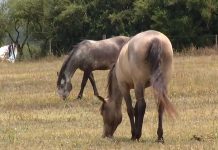 El Ministerio de Salud de Uruguay reportó el primer caso de encefalitis equina en humano