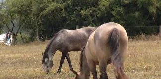 El Ministerio de Salud de Uruguay reportó el primer caso de encefalitis equina en humano