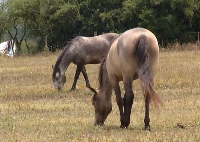 1 El Ministerio de Salud de Uruguay reportó el primer caso de encefalitis equina en humano