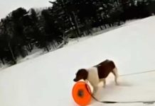 Perrita rescata a su dueño de morir en un lago congelado en Michigan, Estados Unidos Perrita rescata a su dueño de morir en un lago congelado en Michigan, Estados Unidos