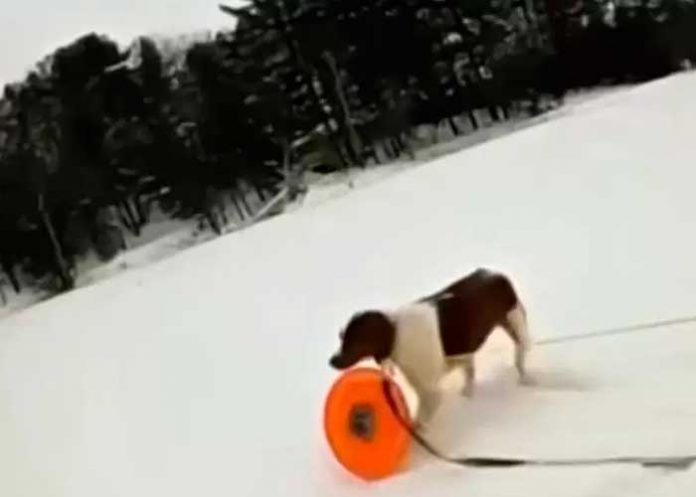 2 Perrita rescata a su dueño de morir en un lago congelado en Michigan, Estados Unidos