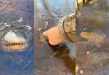 Video de caimanes congelados que sobreviven a la ola de frío en Estados Unidos Video de caimanes congelados que sobreviven a la ola de frío en Estados Unidos