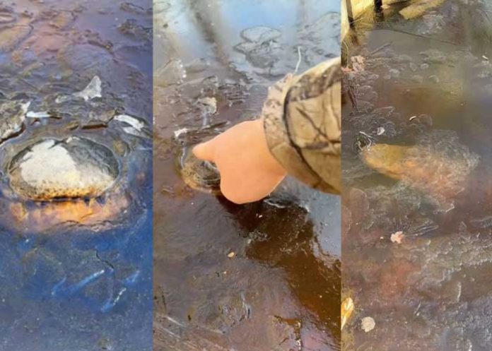 2 Video de caimanes congelados que sobreviven a la ola de frío en Estados Unidos