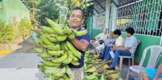 Foto: Realizan la feria de plátano en la Isla de Ometepe / TN8
