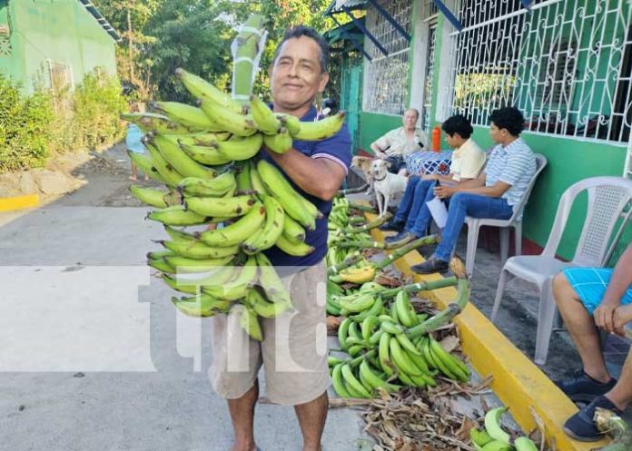 Foto: Realizan la feria de plátano en la Isla de Ometepe / TN8
