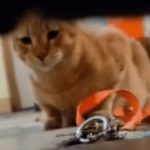 Foto: Gatitos astutos /cortesía  