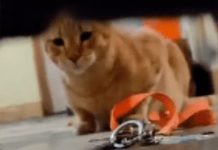 Inocente gatito deja encerrada a su dueña por accidente Foto: Gatitos astutos /cortesía