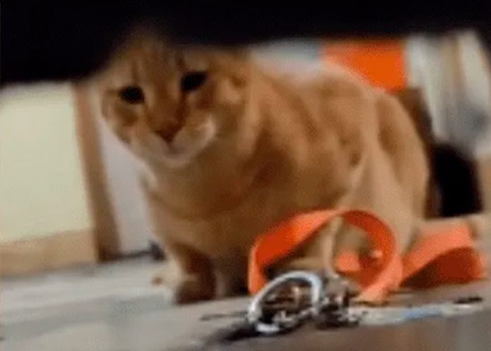 2 Foto: Gatitos astutos /cortesía