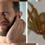 Video muestra una araña con todo y su nido dentro del oído de un hombre Descubren una araña con todo y su nido dentro del oído de un hombre
