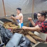 Se desarrollan con buen éxito la empresa Tambor y Pesa en Estelí Se desarrollan con buen éxito la empresa Tambor y Pesa en Estelí