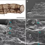 Descubren fósiles multicelulares de 1.630 millones de años en China Foto: Increíble descubrimiento en China /cortesía