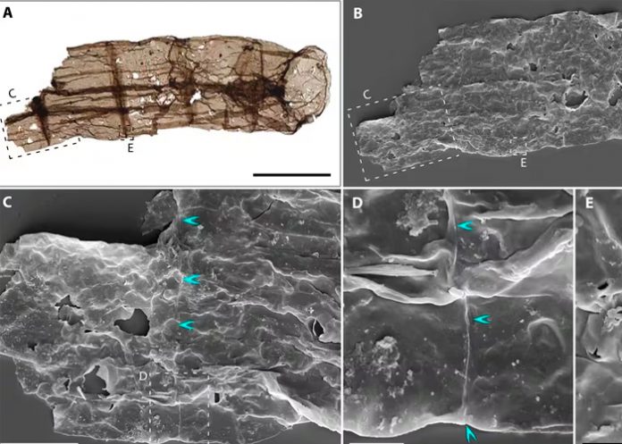 Foto: Increíble descubrimiento en China /cortesía