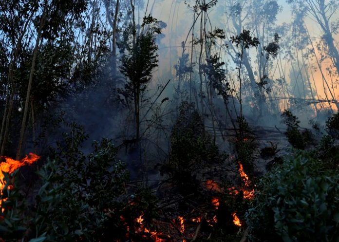 Foto: Colombia se encuentra en estado de “Desastre Nacional” por los incendios forestales/Cortesía