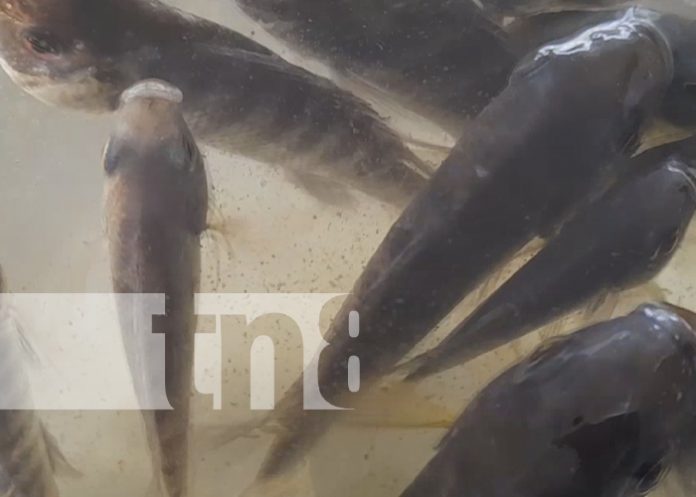 3 Inauguración del primer estanque de Tilapias en Nandarola, Nandaime