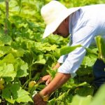 ¡Boom Económico en Nicaragua! Un desarrollo notable impulsa el futuro del país Foto: ¡Boom Económico en Nicaragua! Un desarrollo notable impulsa el futuro del país / Cortesía