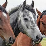 Con las manos en la masa, capturan a tres sujetos destazando semovientes en una finca en Comalapa Foto: Con las manos en la masa, capturan a tres sujetos destazando semovientes en una finca en Comalapa / TN8