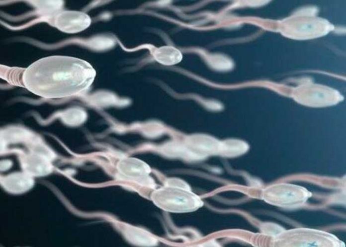 austra3 Autorizan obtener esperma de su esposo fallecido