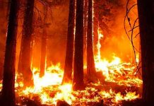 Desastre total: Aumenta a 21 el número de incendios forestales en Colombia Suben a 21 los incendios forestales en Colombia