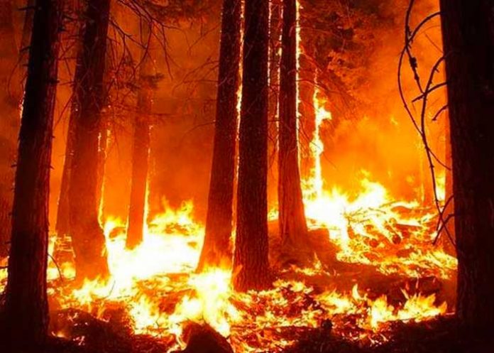 colo1 Suben a 21 los incendios forestales en Colombia