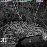 Entre ocelotes y coyotes: Variedad de fauna en el Parque Nacional Volcán Masaya Foto: Coyotes y ocelotes captados en el Parque Nacional Volcán Masaya / Cortesía